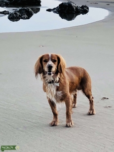 3 year old Sprocker for stud Listing Image