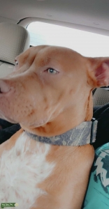 mocha colored  pit gator snap Listing Image
