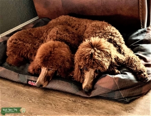AKC Gorgeous Royal Red Standard Male Poodle Listing Image