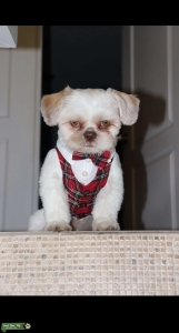 ShihTzu Male looking for Liver Female Listing Image