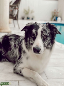 Australian Shepherd Stud Listing Image