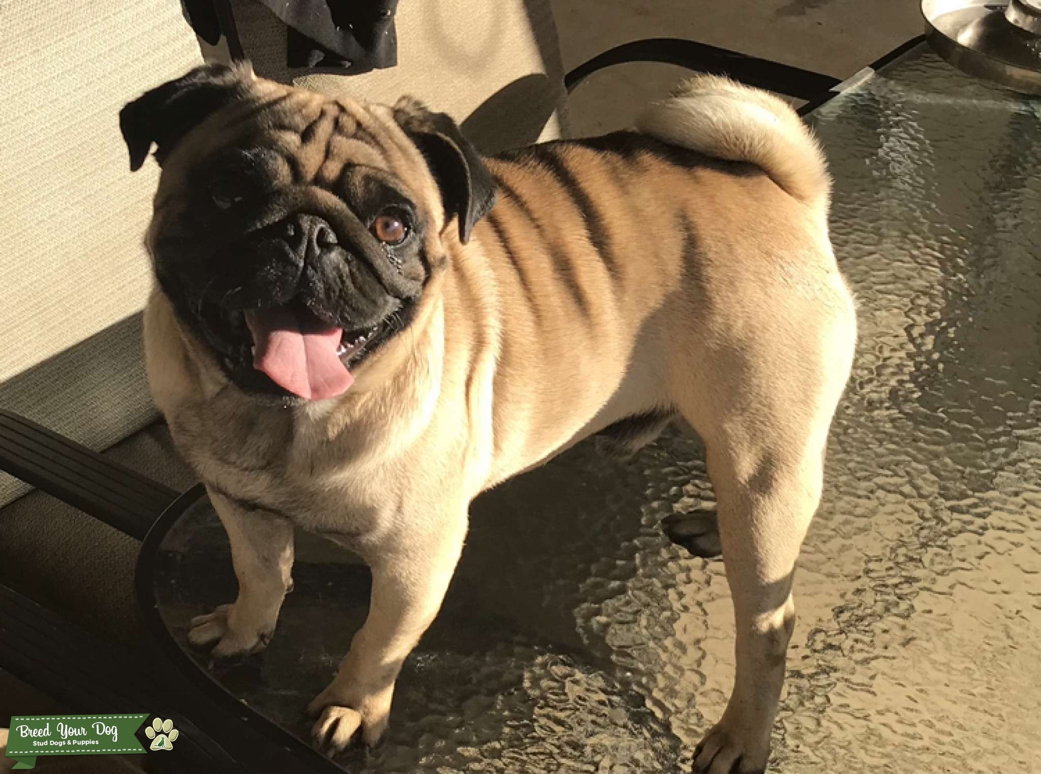 Purebred pug for stud Stud Dog in Gold Coast , United States Breed