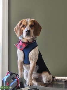 100% Blue Tick Beagle for stud Listing Image