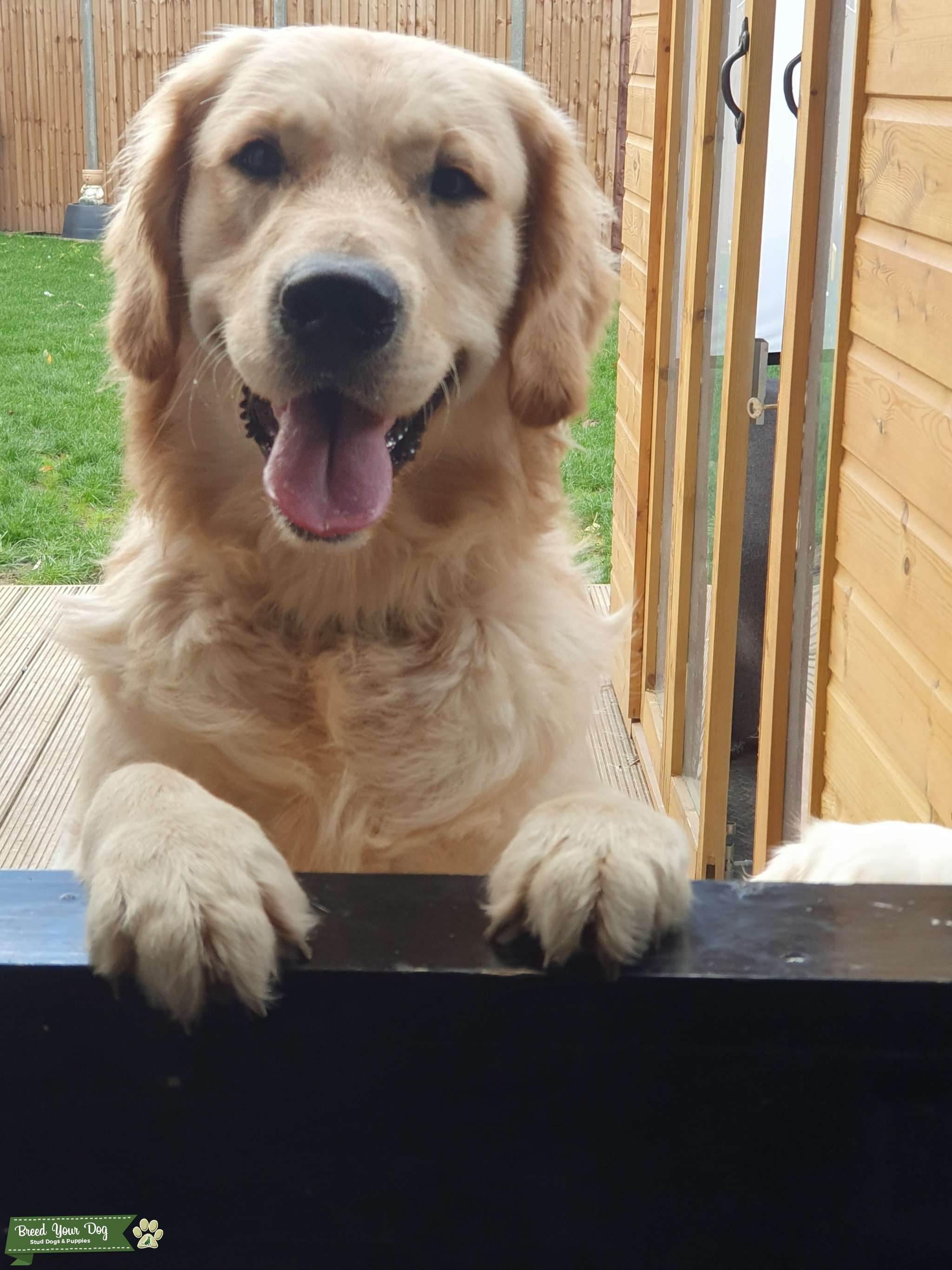Golden Retriever for Stud in Guildford, Surrey Stud Dog in Surrey, United States Breed Your Dog