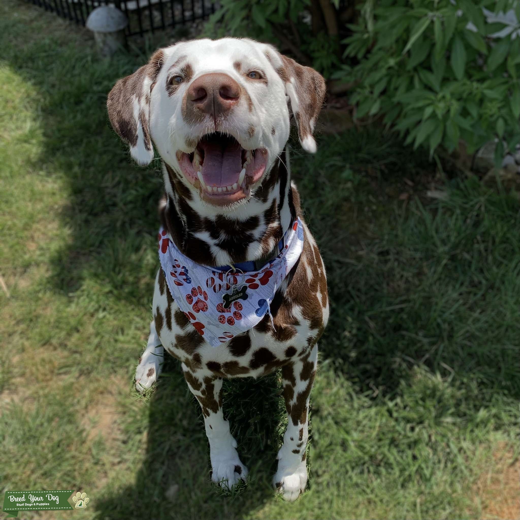 Liver Spot Dalmatian STUD Stud Dog in Louisville, KY, United States Breed Your Dog
