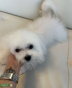 Maltese boy looking for a girlfriend Listing Image