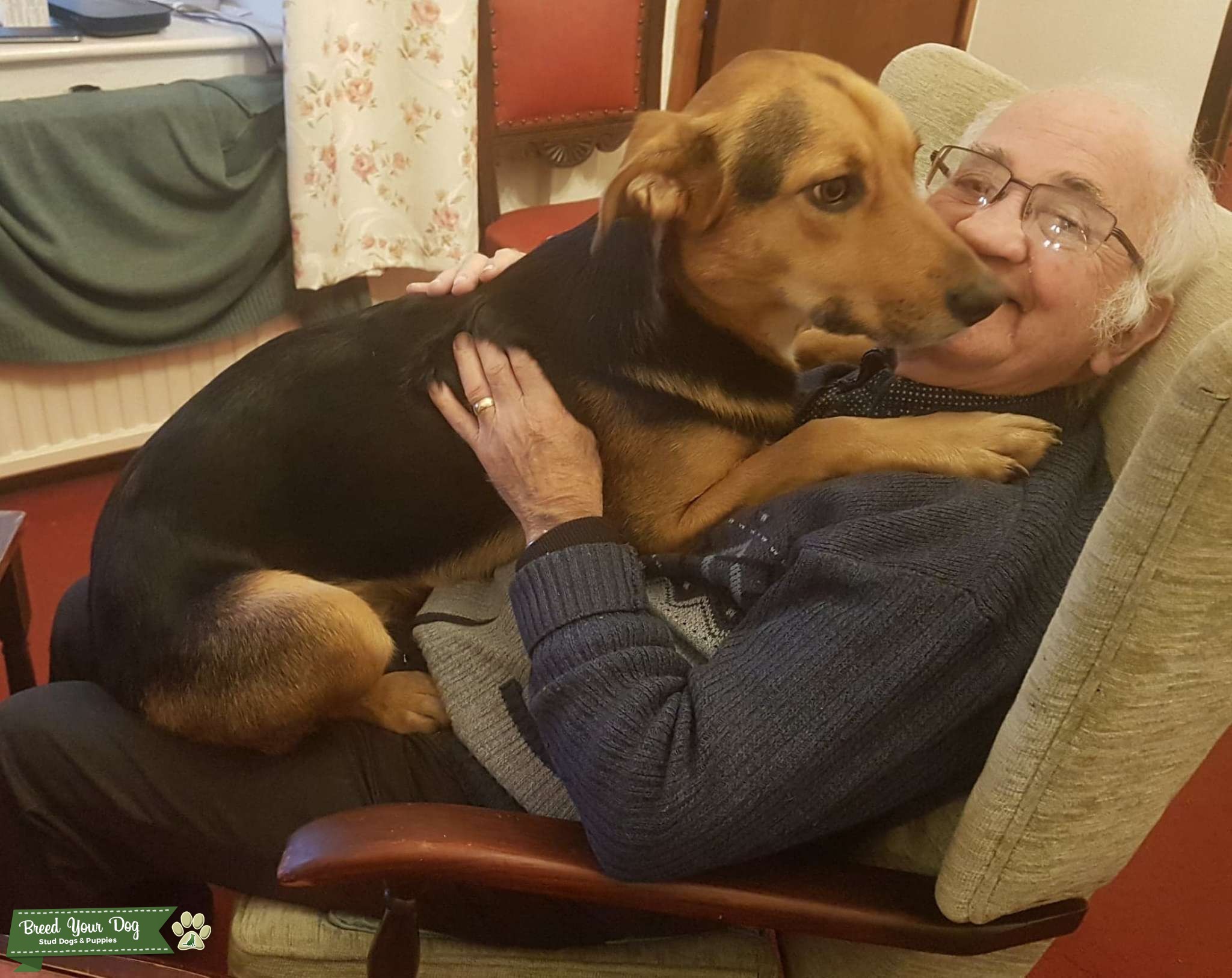 Required intelligent border collie stud for therapy and service dog breeding Stud Dog in High