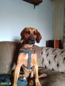 looking for a bloodhound stud Listing Image