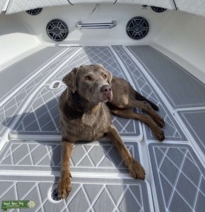 Young Lab Looking For Love  Listing Image