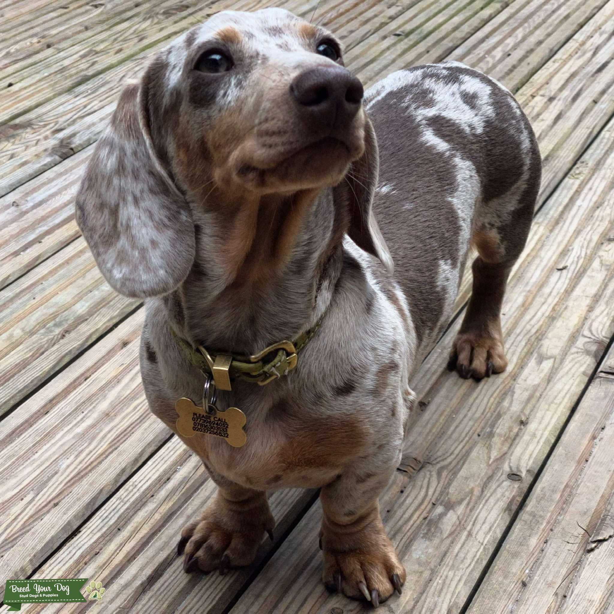 What Is An Isabella Dachshund