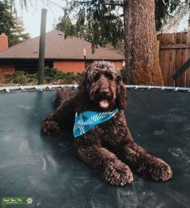 Chocolate Labrodoodle stud Listing Image