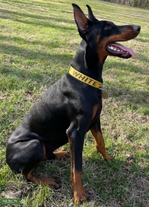 AKC Doberman Listing Image