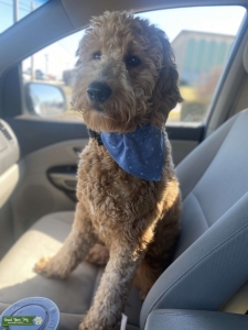 Mini Goldendoodle Listing Image