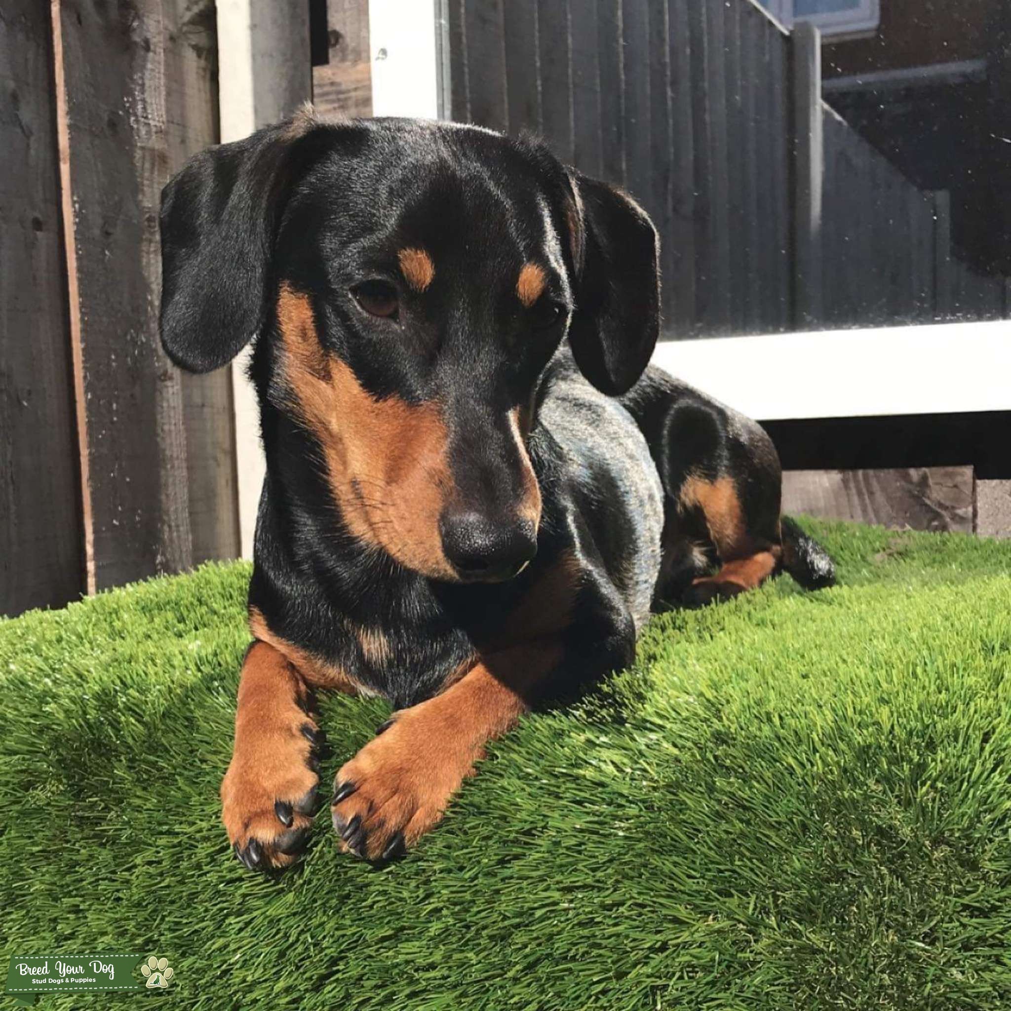 Handsome daschund for stud Stud Dog Manchester Breed Your Dog