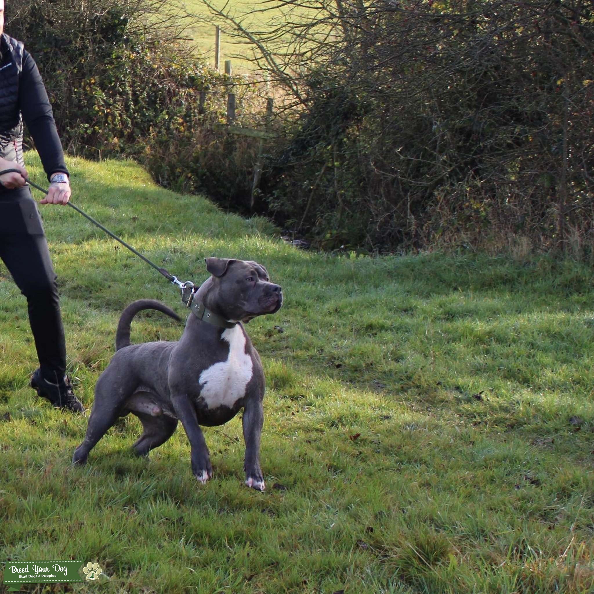 Bane Abkc Tri carrier Stud Dog in Leicestershire , United States