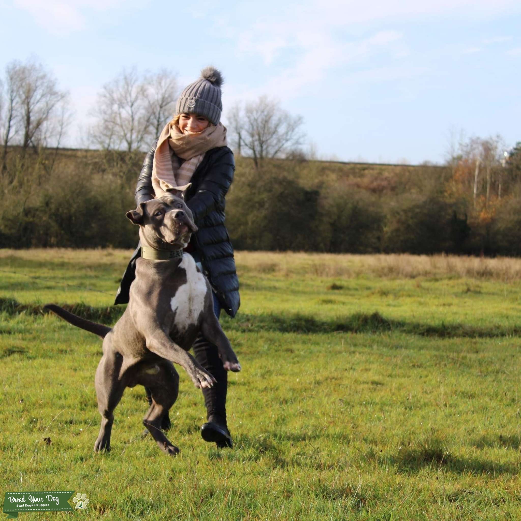Bane Abkc Tri carrier Stud Dog in Leicestershire , United States