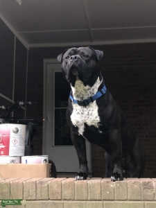 American bully XL stud Listing Image