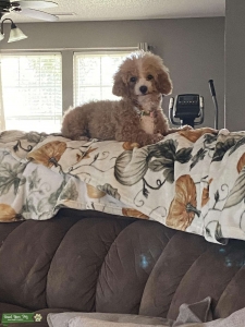 Looking for a Bichon/Bichpoo/miniature poodle or poodle breed male Listing Image