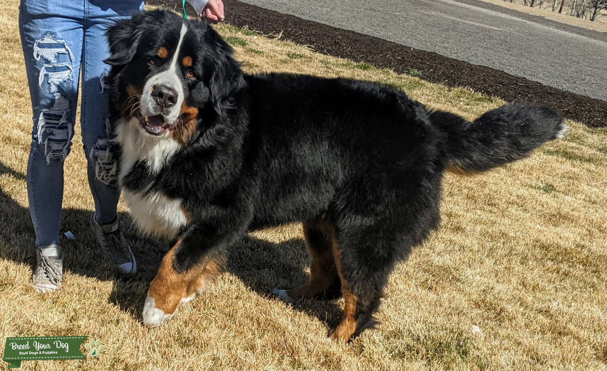 Sweet Bernese Mountain Dog European Bloodlines Stud Dog in