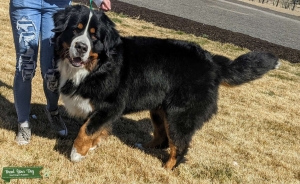 Sweet Gorgeous Bernese Mountain Dog -European Bloodlines Listing Image