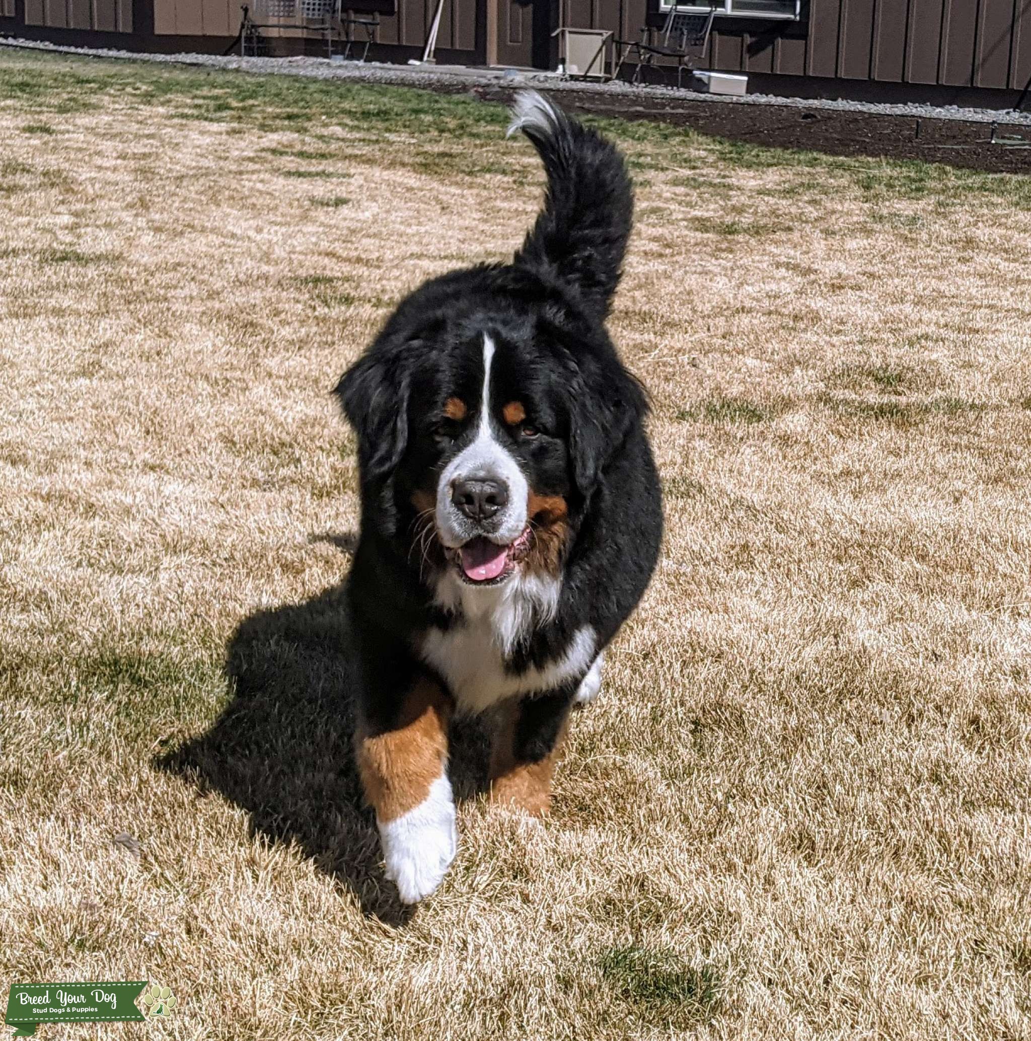 Sweet Bernese Mountain Dog European Bloodlines Stud Dog in