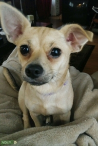 I really want to have puppies, I keep fostering kittens. Listing Image
