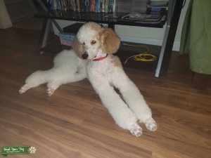 Standard Parti Poodle (Male)  Listing Image