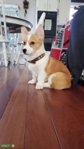 Pembroke Welsh Corgi Listing Image