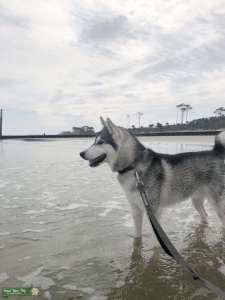 AKC Purebred Siberian Husky Stud Listing Image