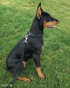 Doberman for Stud Listing Image