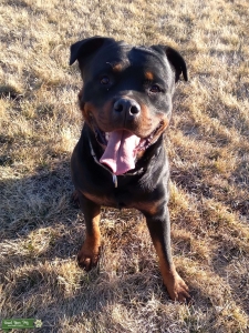 Male Rottweiler Stud Listing Image