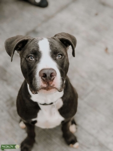 100% American Staffordshire terrier Listing Image