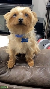 Yorkie male Listing Image