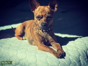Chihuahua Brindle  Listing Image