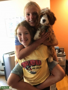 Brown/white Adorable Cavapoo Listing Image