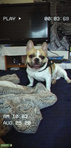 Fawn/White Pied Frenchie  Listing Image