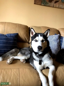 Black and white husky Listing Image