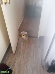 Looking for a small Female Dog Listing Image
