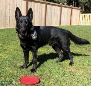 Black german shepherd stud Listing Image