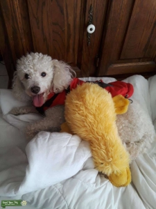 Handsome gentle mini poodle Listing Image