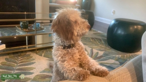 Toy Poodle  Stud Looking for Female Listing Image