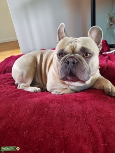 Winston is a Lilac Fawn Stud Listing Image