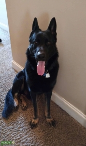 German Shepherd Stud Services Listing Image