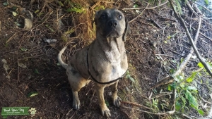 Catahula/Plott hound Listing Image
