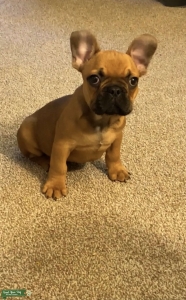 Frenchie Listing Image