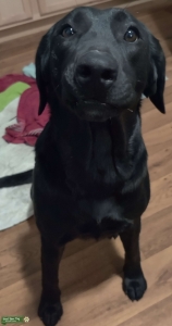 Black labrador  Listing Image