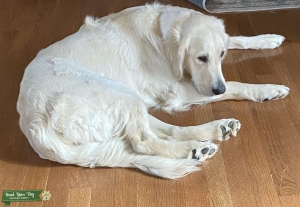 LOOKING FOR MINATURE POODLE STUD TO BREED WITH OUR FEMALE GOLDEN RETRIEVER Listing Image