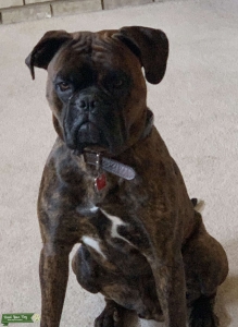Boxer male available for stud Listing Image