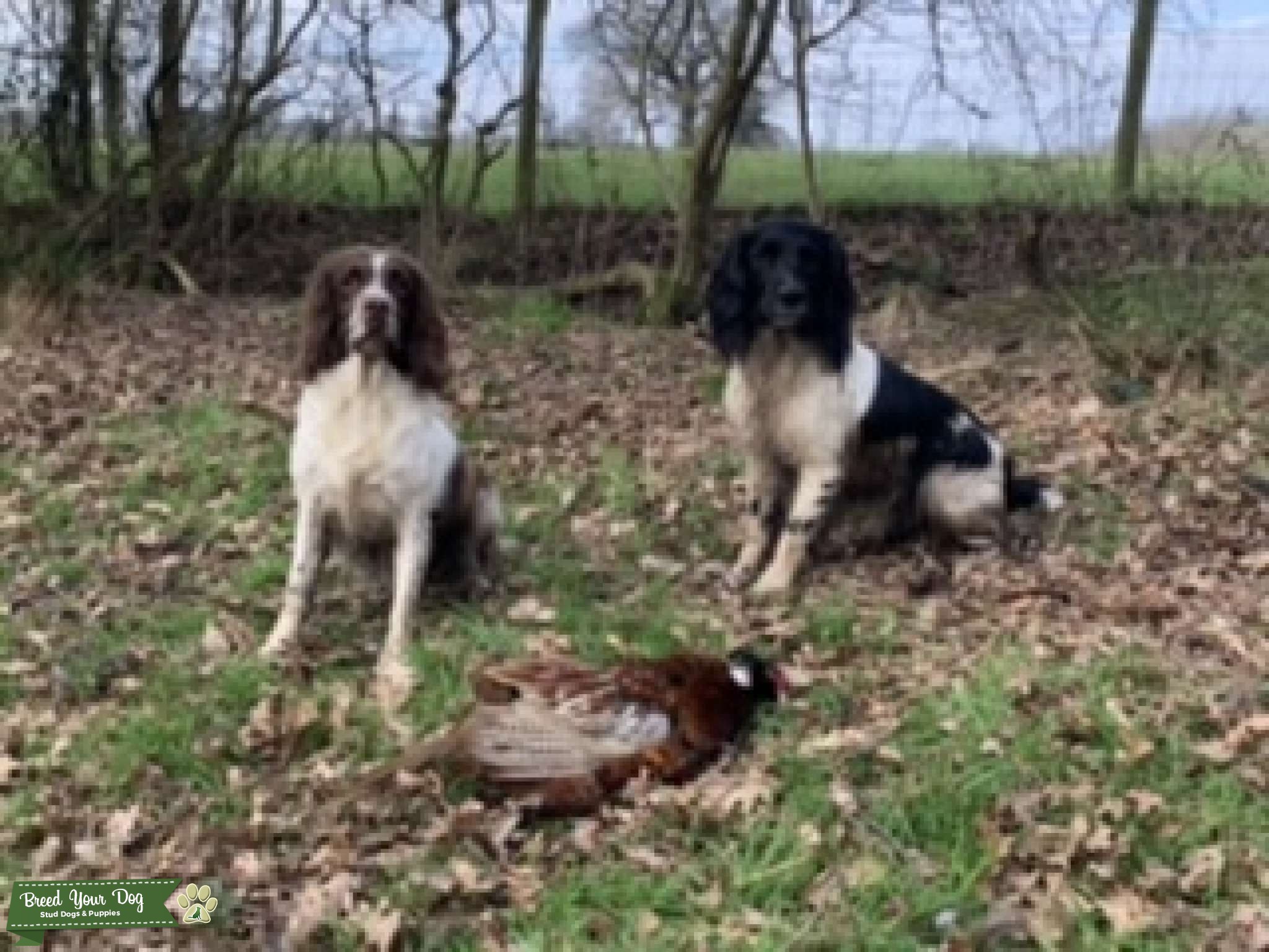 Black and white Trained gun dog for STUD with great pedigree Stud Dog
