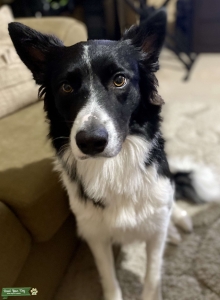 Full Bred Border Collie With paperwork Listing Image